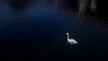 Mute Swan