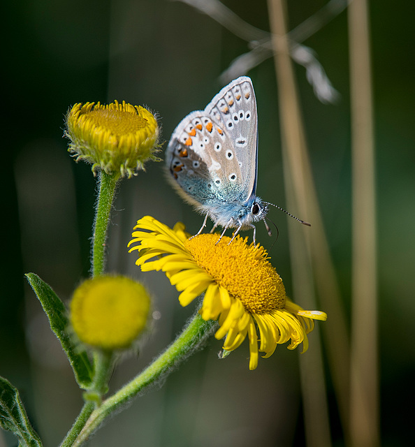 Common blue butterfly6