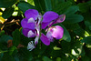 Polygala myrtifolia