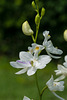 Calopogon tuberosus (Common Grass-pink orchid) forma albiflorus with just a touch of purple on one of the petals