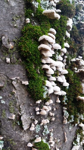 fungus on a dead tree in the parklands