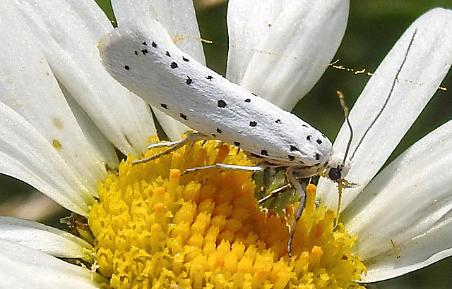 20210722 1870CPw [D~LIP] Pfaffenhütchen-Gespinstmotte (Yponomeuta cagnagella), Wiesen-Margarite (Lucanthemum Vulgare agg), Bad Salzuflen