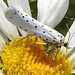 20210722 1870CPw [D~LIP] Pfaffenhütchen-Gespinstmotte (Yponomeuta cagnagella), Wiesen-Margarite (Lucanthemum Vulgare agg), Bad Salzuflen