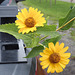 Flowers on truck.