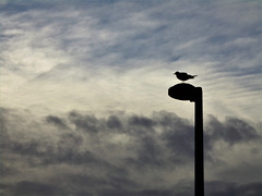 vent d'ouest ,,, et pluie,,