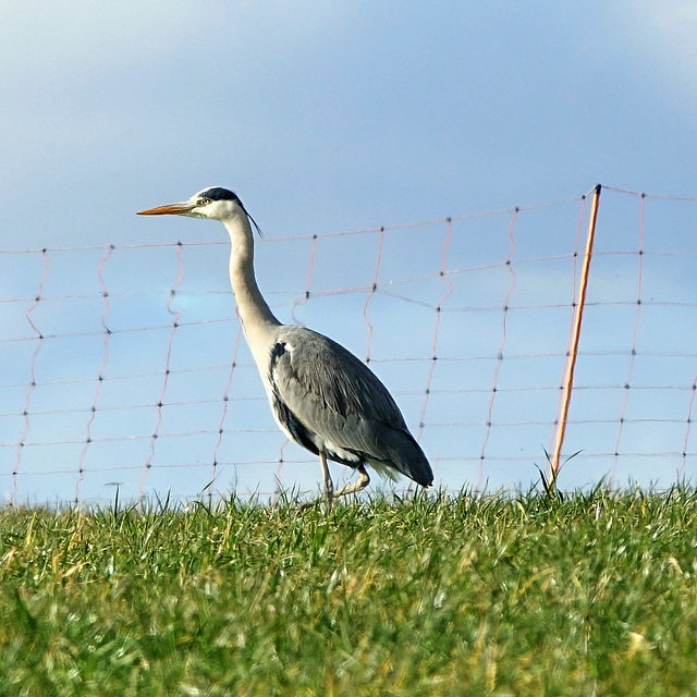 Cattle heron  ??