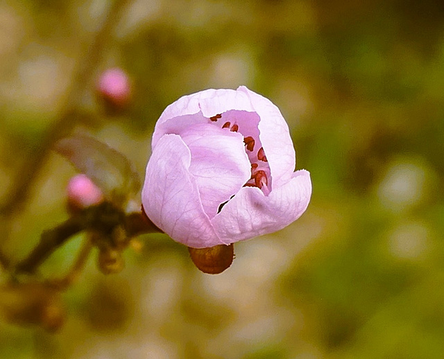 Comme un air de printemps !