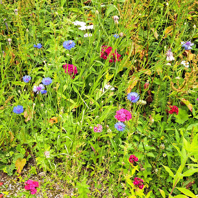 Kornblume (Centaurea cyanus)