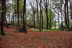 Im Wald am Nockenberg (Sprockhövel) / 6.11.2022