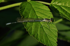 Conaegrion puella ♂ juvenil