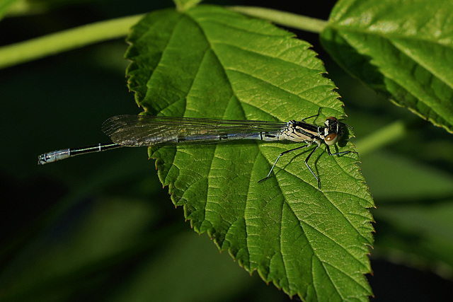 Conaegrion puella ♂ juvenil