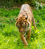 Tigress