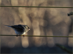 Junco