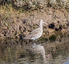 Bar-tailed godwit