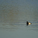 lesser scaup? 1 lesser scaup? 1