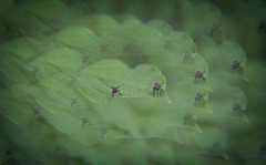 Das Fliegenkarussel dreht sich immer weiter :)) The fly carousel keeps turning :)) Le carrousel à mouches continue de tourner :)) Das Fliegenkarussel dreht sich immer weiter :)) The fly carousel keeps turning :)) Le carrousel à mouches continue de tourner :))