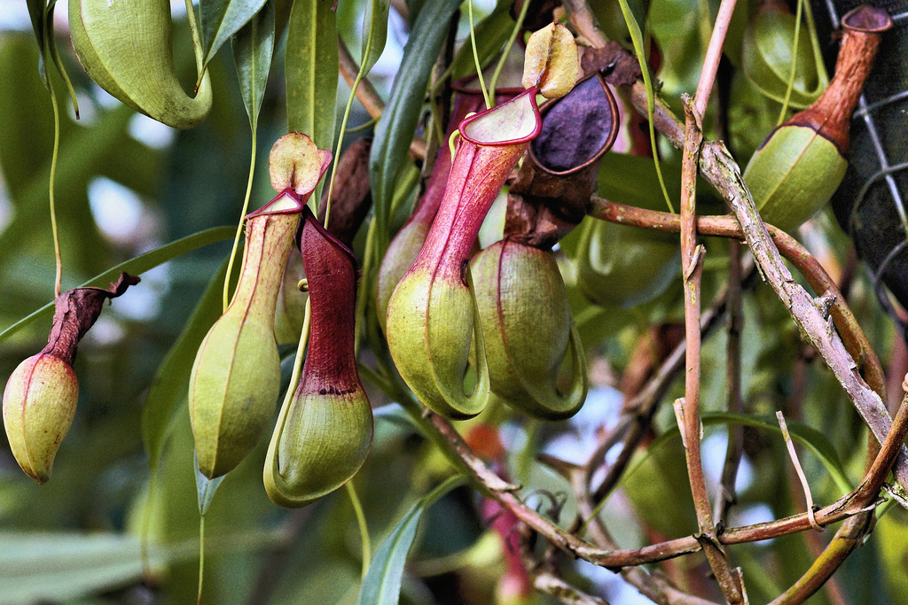Pretty as a Pitcher Plant – Conservatory of Flowers, Golden Gate Park, San Francisco, California