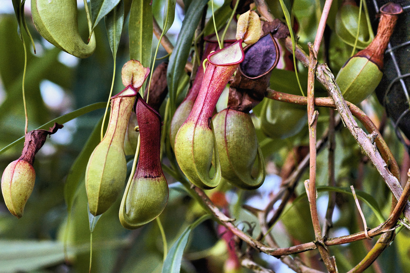 Pretty as a Pitcher Plant – Conservatory of Flowers, Golden Gate Park, San Francisco, California