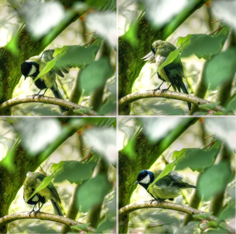 Bird watching: Very careful body care in the morning by the great tit.  ©UdoSm