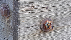 Wasp on a Bolt