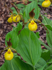 Cypripedium parviflorum var. parviflorum (Small Yellow Lady's-slipper orchid)