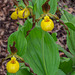 Cypripedium parviflorum var. parviflorum (Small Yellow Lady's-slipper orchid)