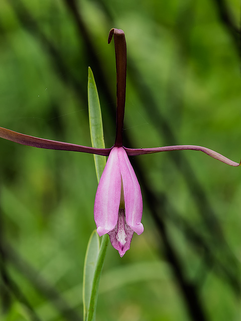 Cleistesiopsis divaricata (Large Rosebud orchid or Large Spreading Pogonia orchid)