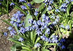blaue Frühlingsblumen
