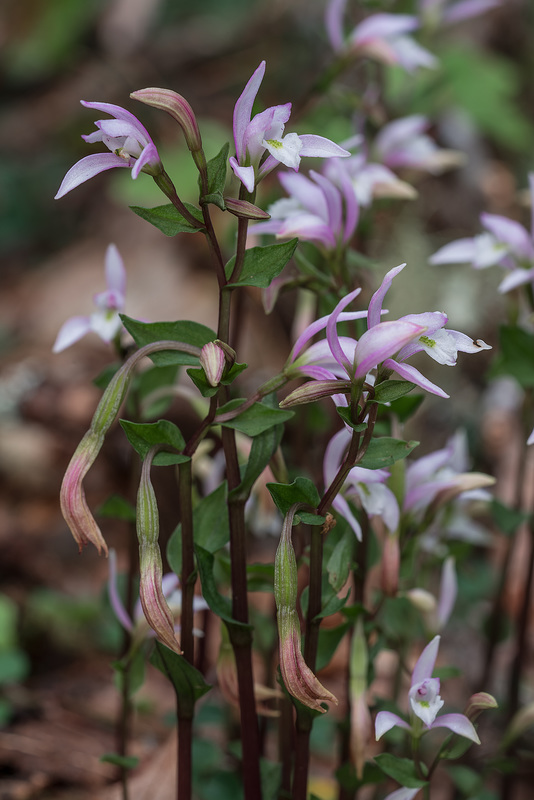 Triphora trianthophoros (Three-birds orchid)