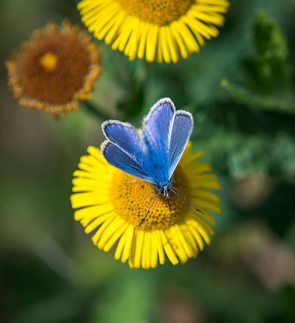 Common blue butterfly77