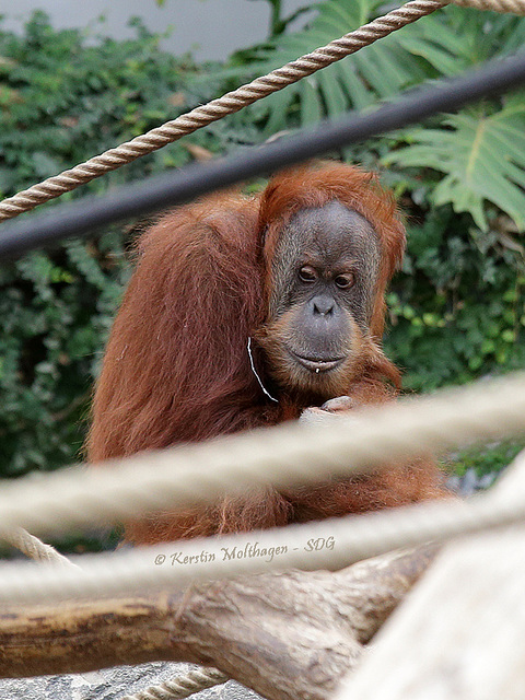 Ex-Stuttgarterin Conny (Hagenbeck)