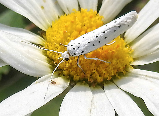 20210722 1871CPw [D~LIP] Pfaffenhütchen-Gespinstmotte (Yponomeuta cagnagella), Wiesen-Margarite (Lucanthemum Vulgare agg), Bad Salzuflen