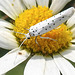 20210722 1871CPw [D~LIP] Pfaffenhütchen-Gespinstmotte (Yponomeuta cagnagella), Wiesen-Margarite (Lucanthemum Vulgare agg), Bad Salzuflen