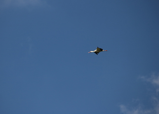 Stork overhead