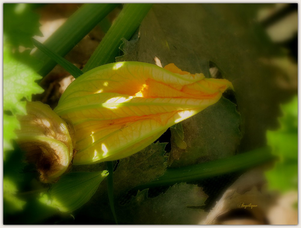 Fleur de courgette ............Bon dimanche à tous ❤️