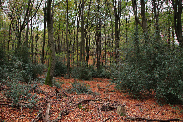 Im Wald am Nockenberg (Sprockhövel) / 6.11.2022