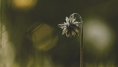 Lente agonie.....