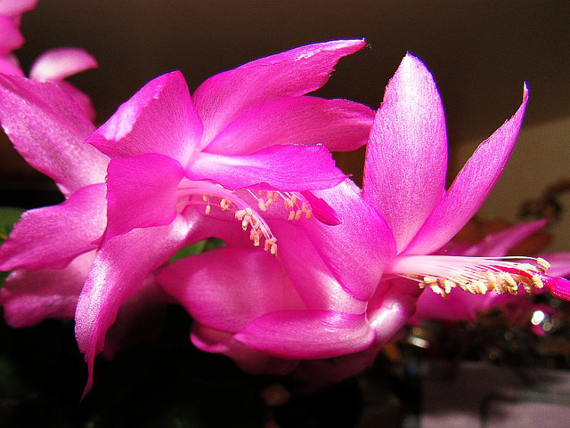 Schlumbergera