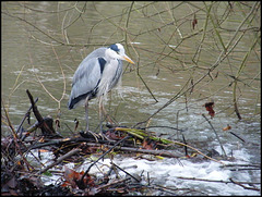 heron by the weir