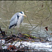 heron by the weir