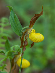 Cypripedium parviflorum var. parviflorum (Small Yellow Lady's-slipper orchid)