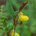 Cypripedium parviflorum var. parviflorum (Small Yellow Lady's-slipper orchid)