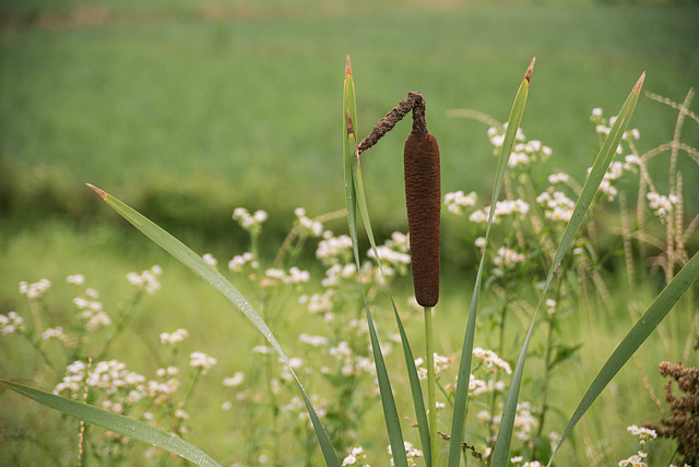 Cattail