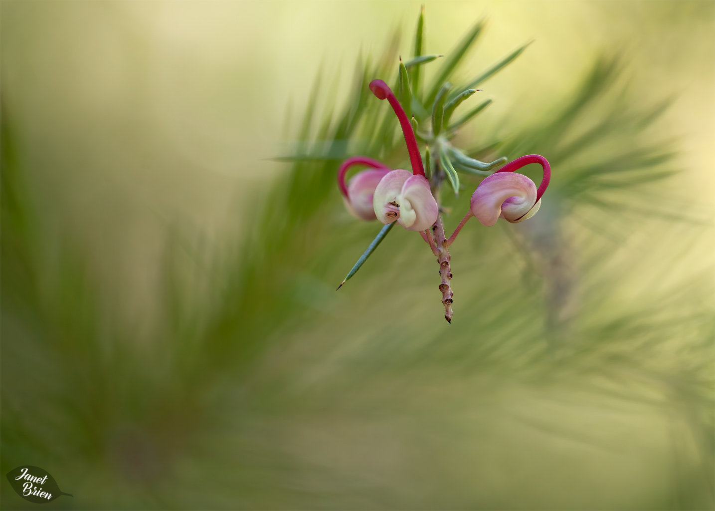 235/366:  The Alluring, Strange Grevillea Rosmarinifolia 'Jenkinsii'