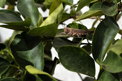 Locusta migratória, Gafanhoto L1000200