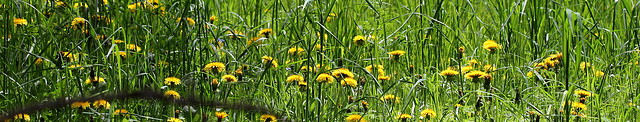 Bandeau groupe "Pissenlits , dandelion, löwenzahn, diente de leon"