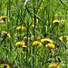 Bandeau groupe "Pissenlits , dandelion, löwenzahn, diente de leon"