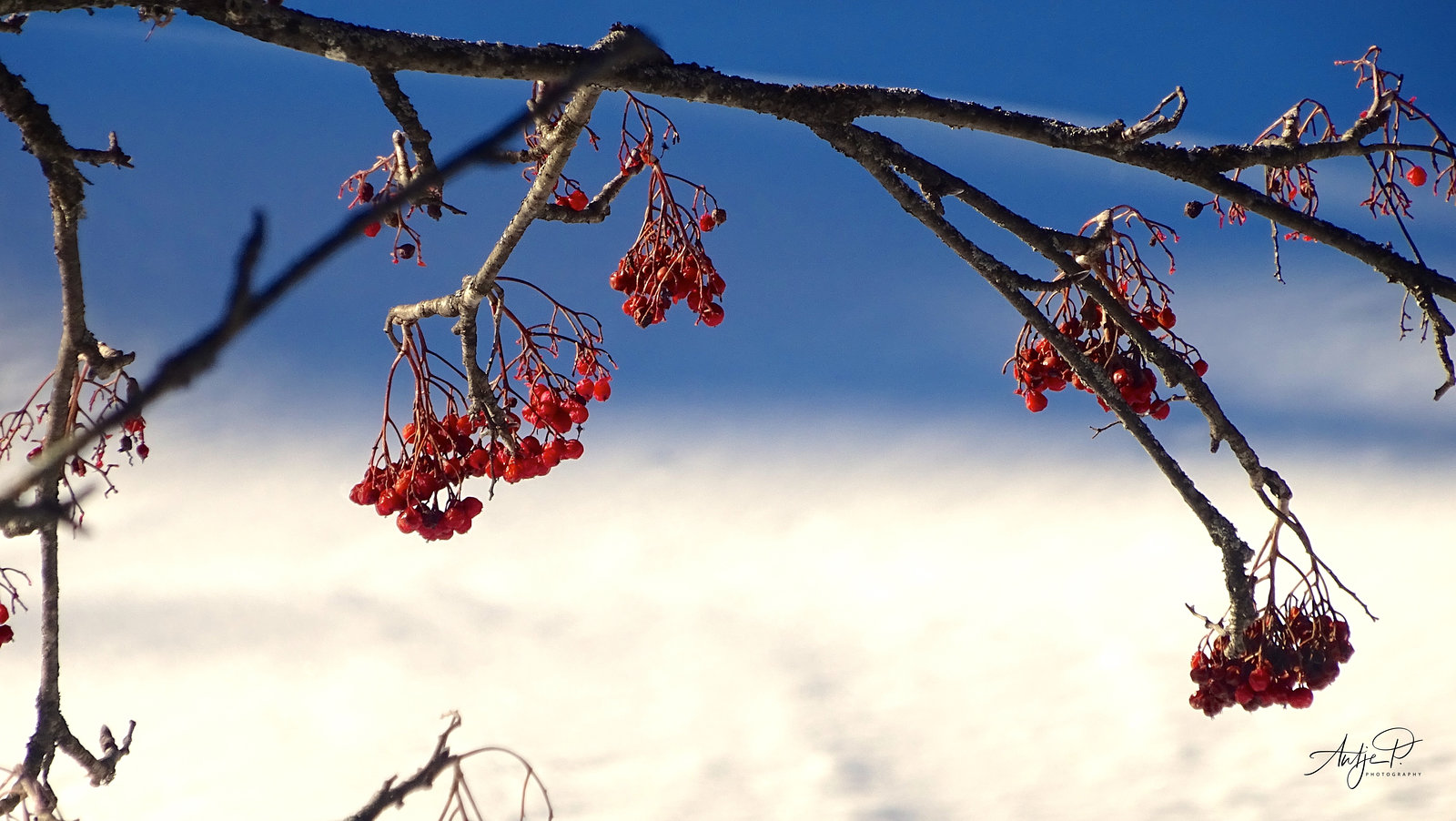 remains of summer