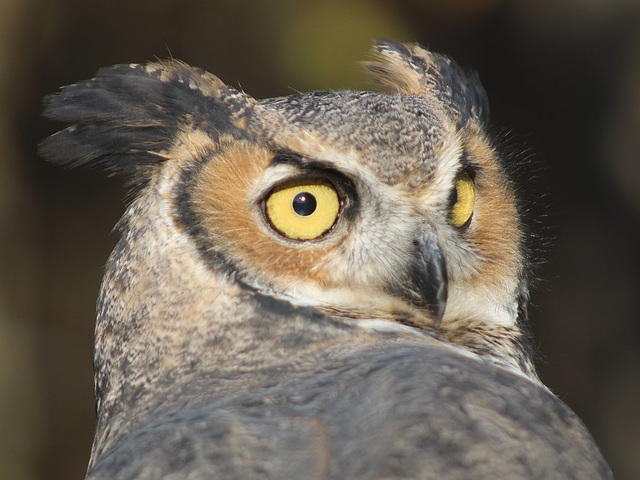 Great Horned Owl