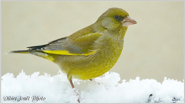 Verdier d'Europe (Chloris chloris)